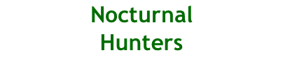 Nocturnal  Hunters