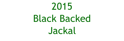 2015 Black Backed Jackal