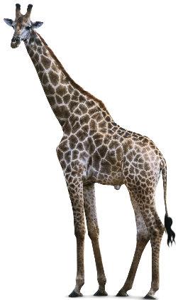 Natura_Giants_Of_Africa_2006_Giraffe